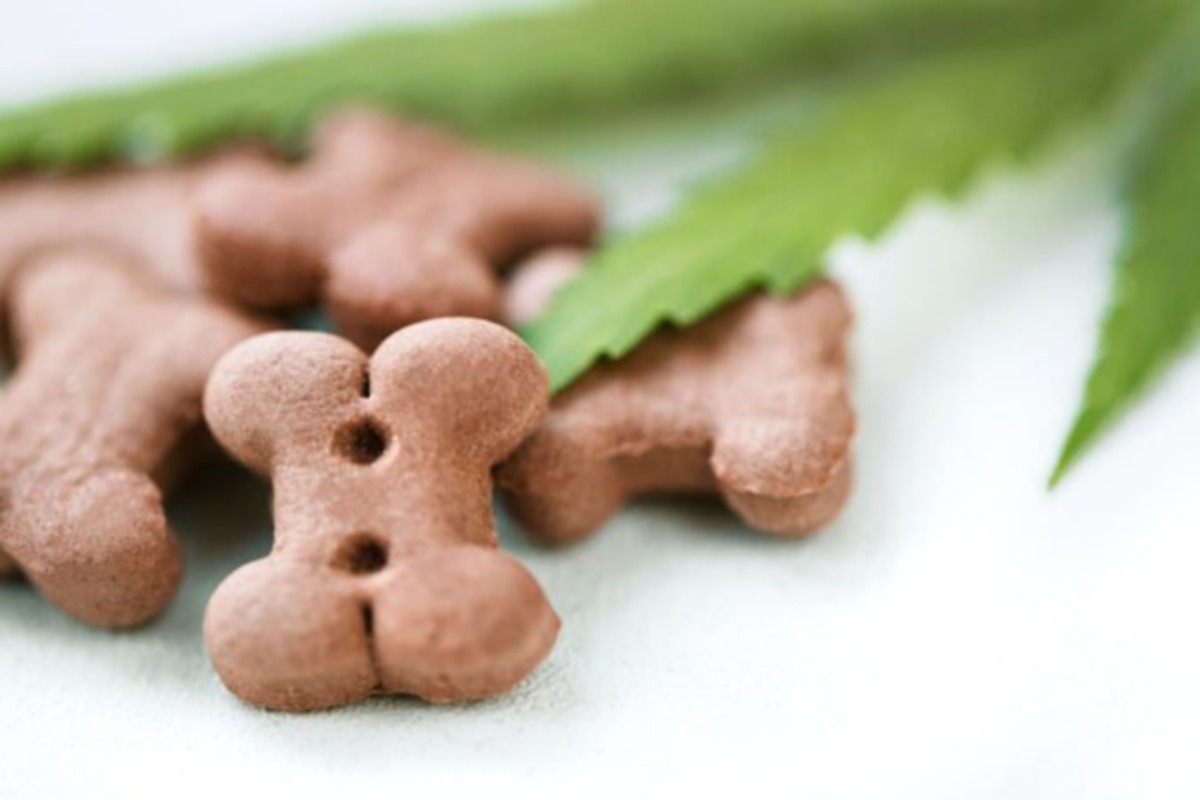 CBD Dog Treats